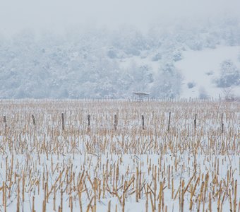 Georgia, Samegrelo, Sajijao - Corn Field