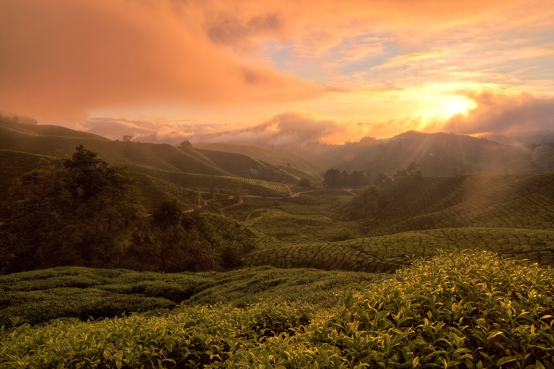 Чайные плантации в первых лучах света