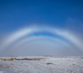 Туманная глория