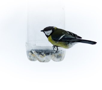 Tit on a plastic feeder in winter