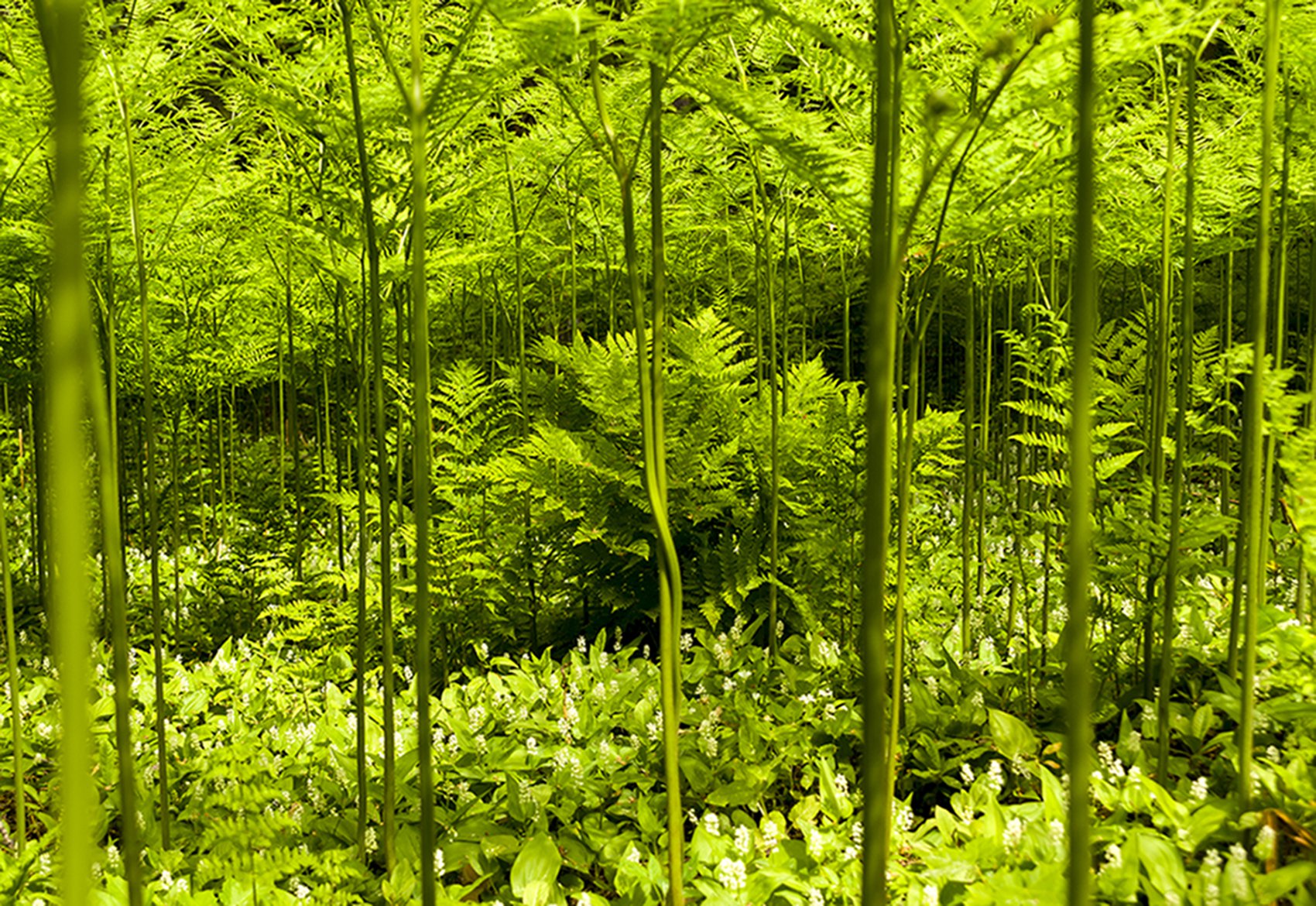 Нижний ярус леса