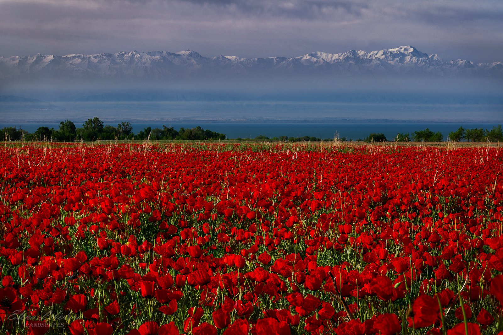 поля казахстана