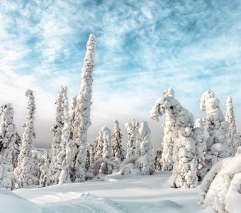 Остроконечные ели в снегу на горе Кивакка. Россия. Карелия