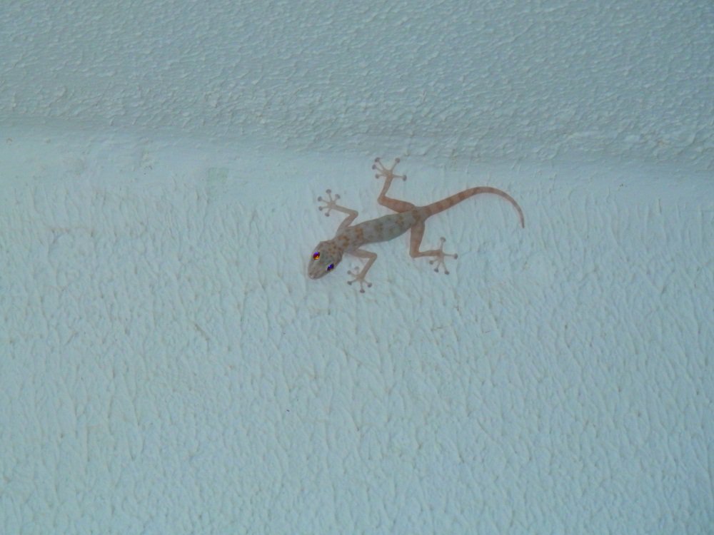 Ящерица бегающая по стене