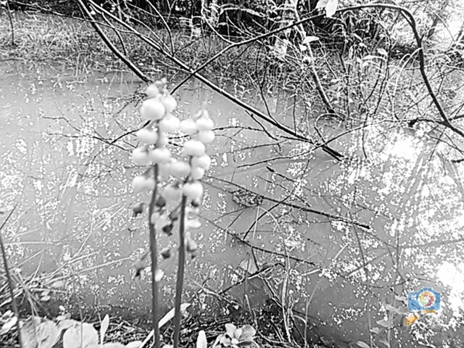 Лес(Кировская область)