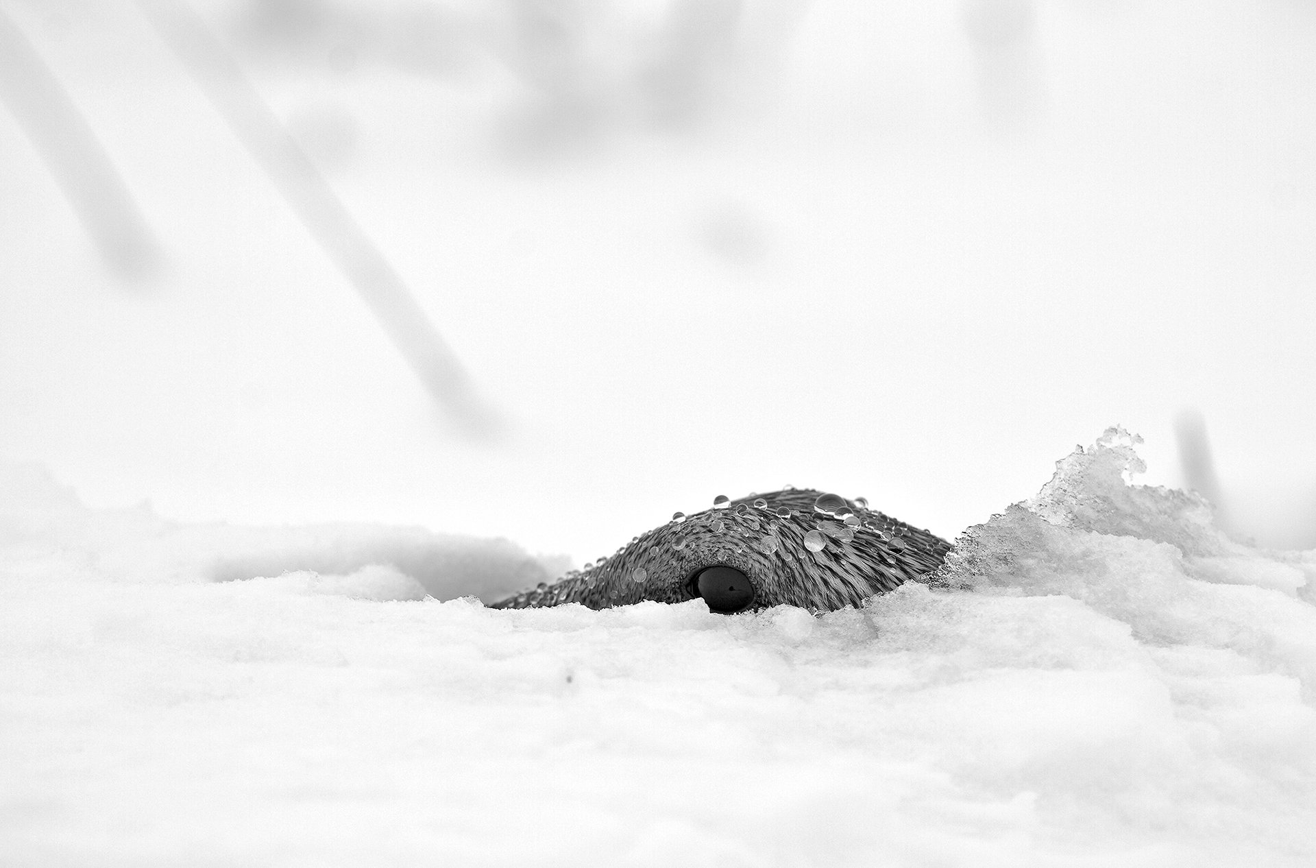 Материнский инстинкт - гага на гнезде под снегом