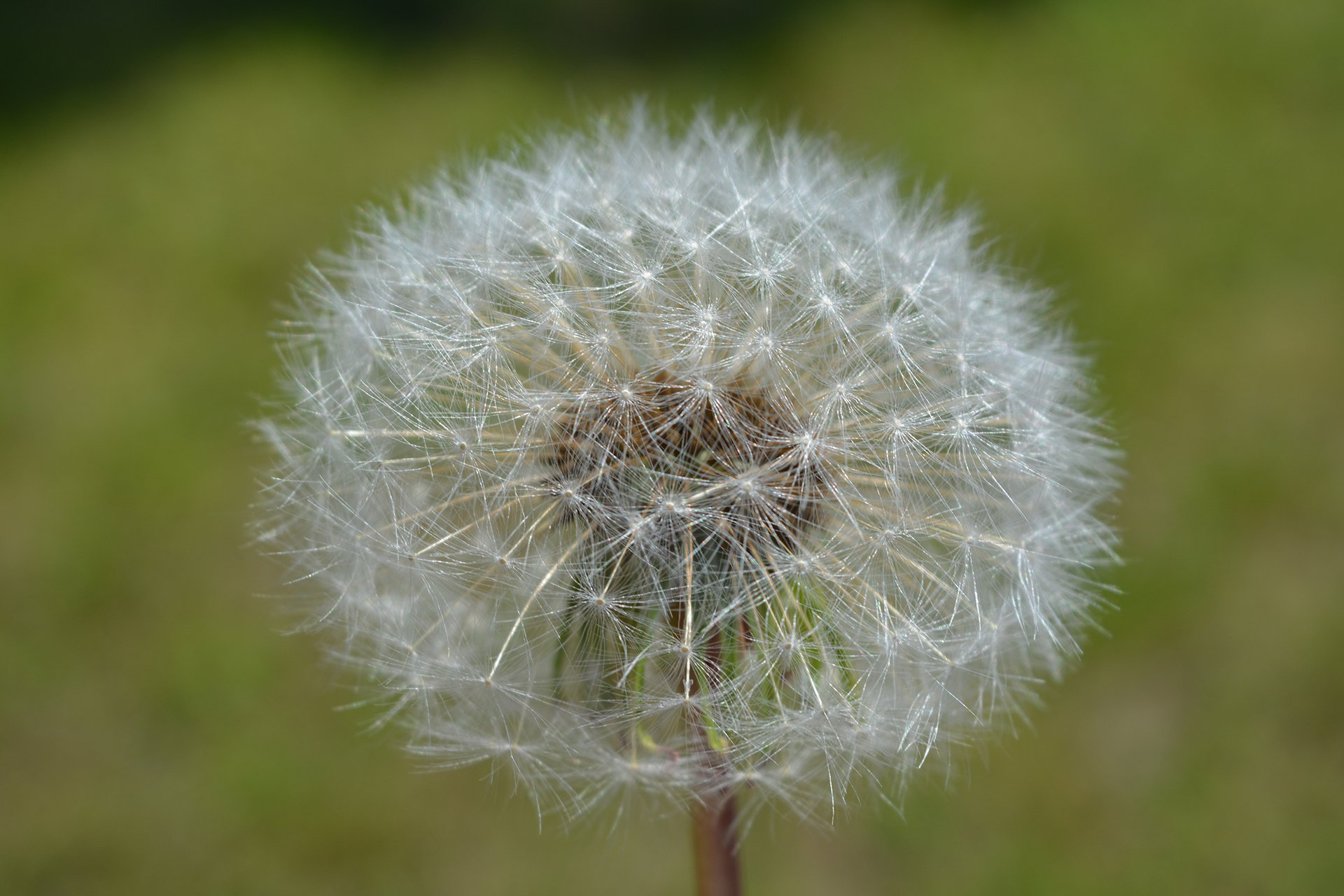 Пушистый одуванчик