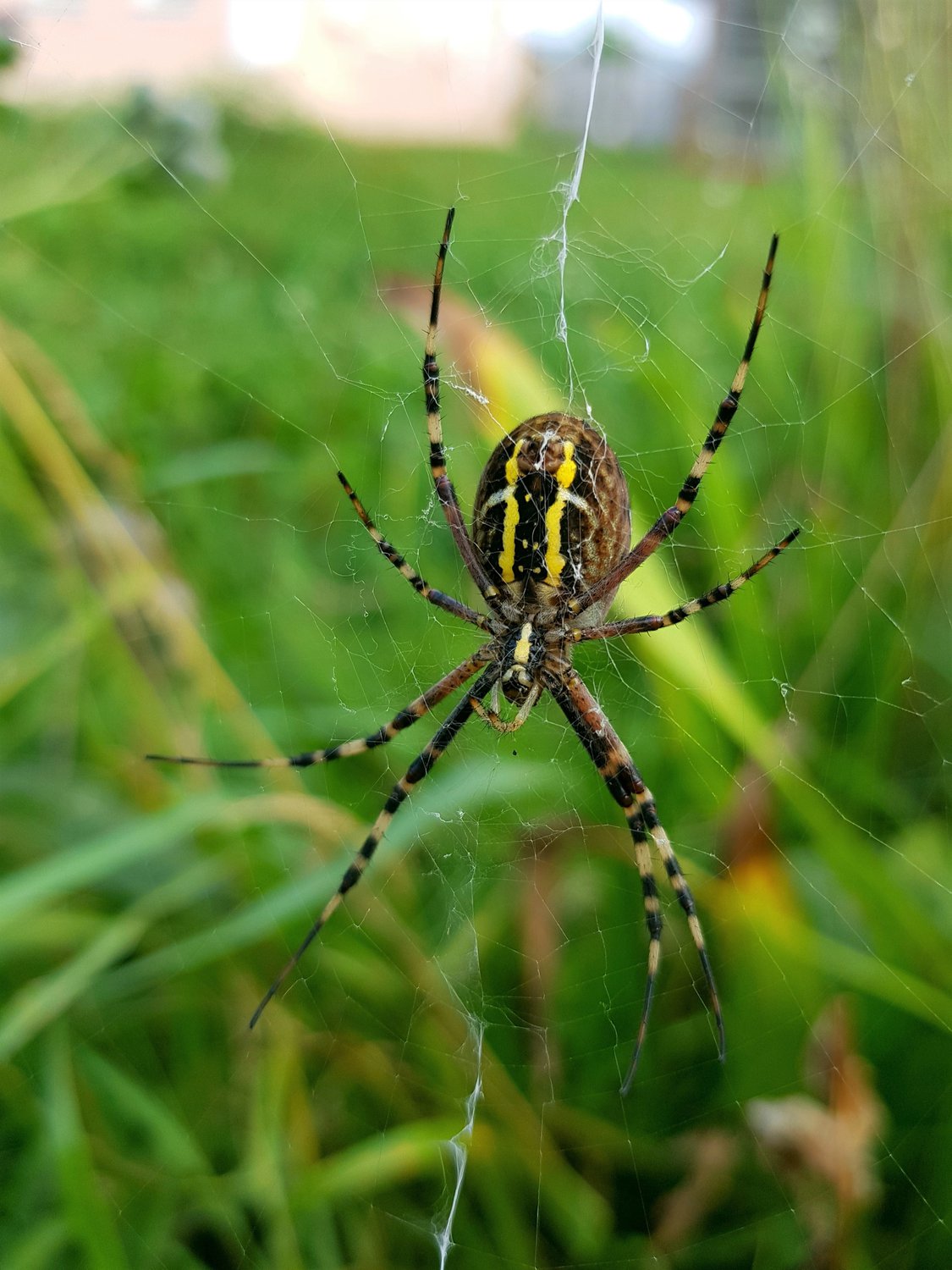 Незванный гость