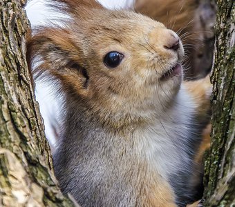Гомельская белка.