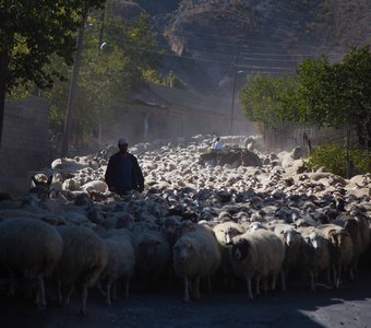 перегон овец и коз