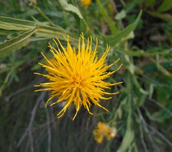Ярко-желтый полевой цветок