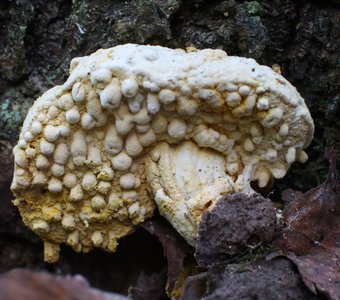 Расплавленный гриб