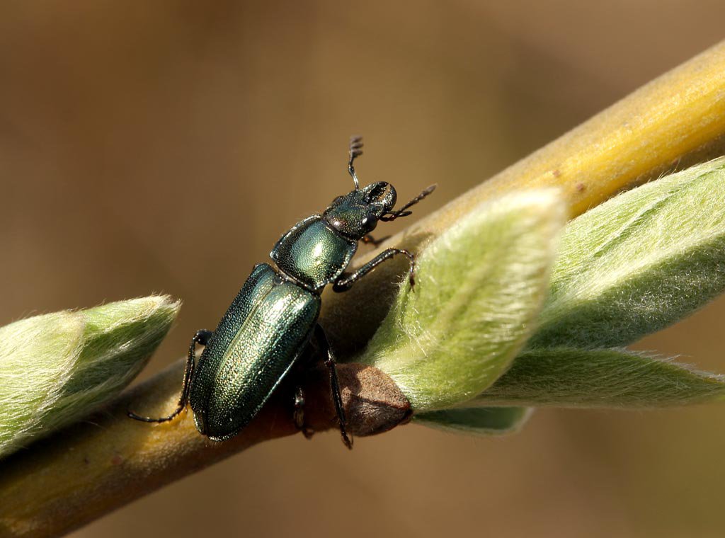 Рогачик жужелицевидный, Platycerus caraboides Linnaeus, 1758