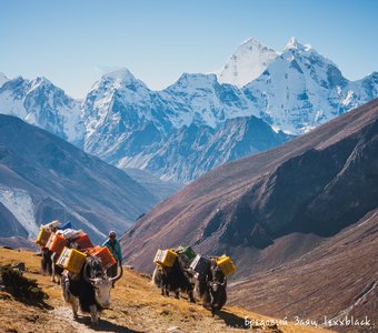 Караван яков в Гималаях