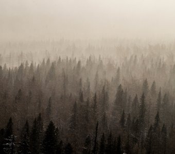 Лес в облаках