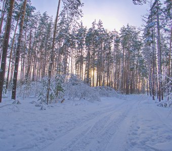 Ивановский лес. Вечерняя дорога.