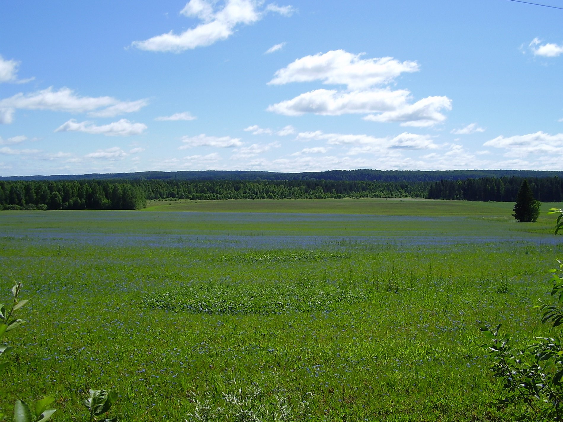 Васильковое поле Cornflower field