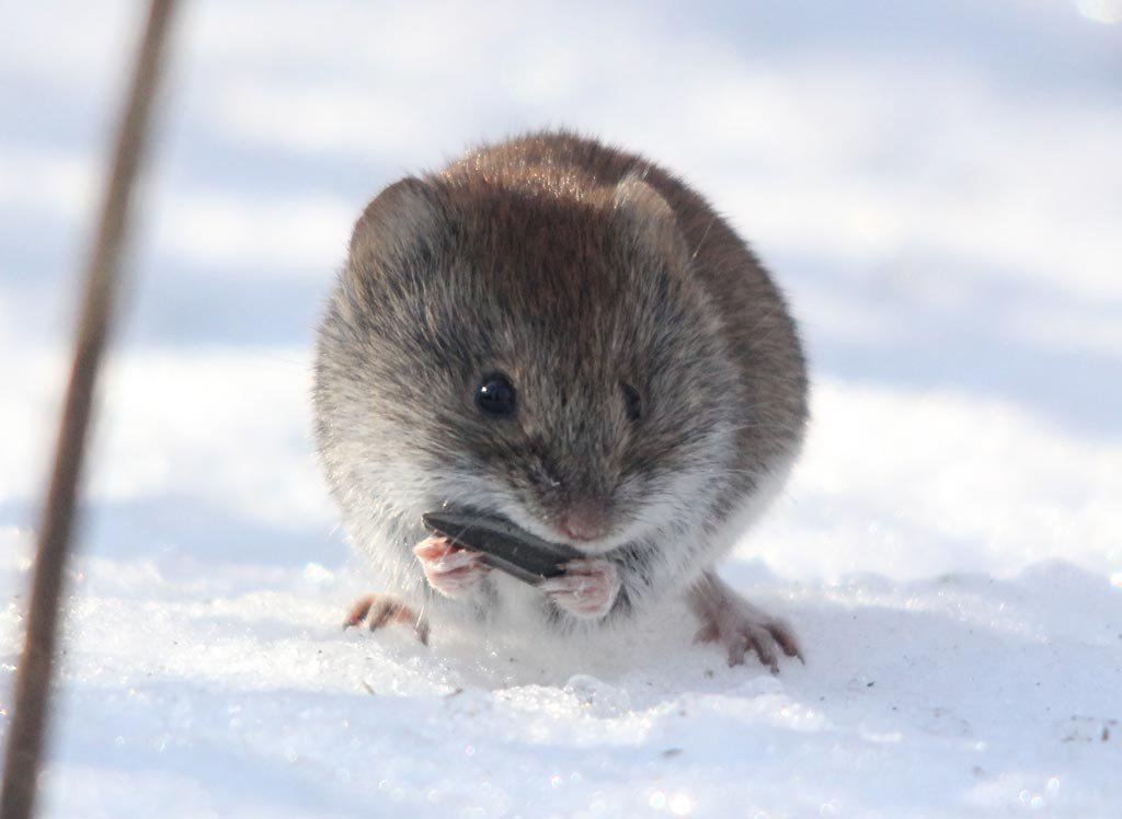 Рыжая полевка, Clethrionomys glareolus