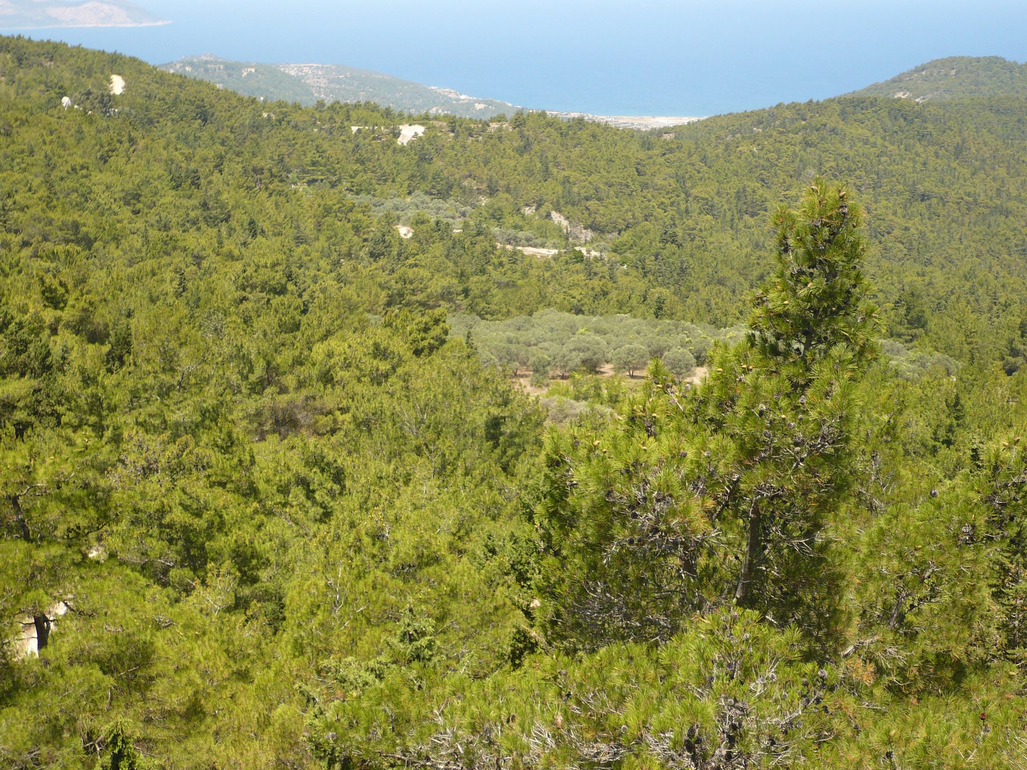 Греция, о.Родос, оливковые рощи