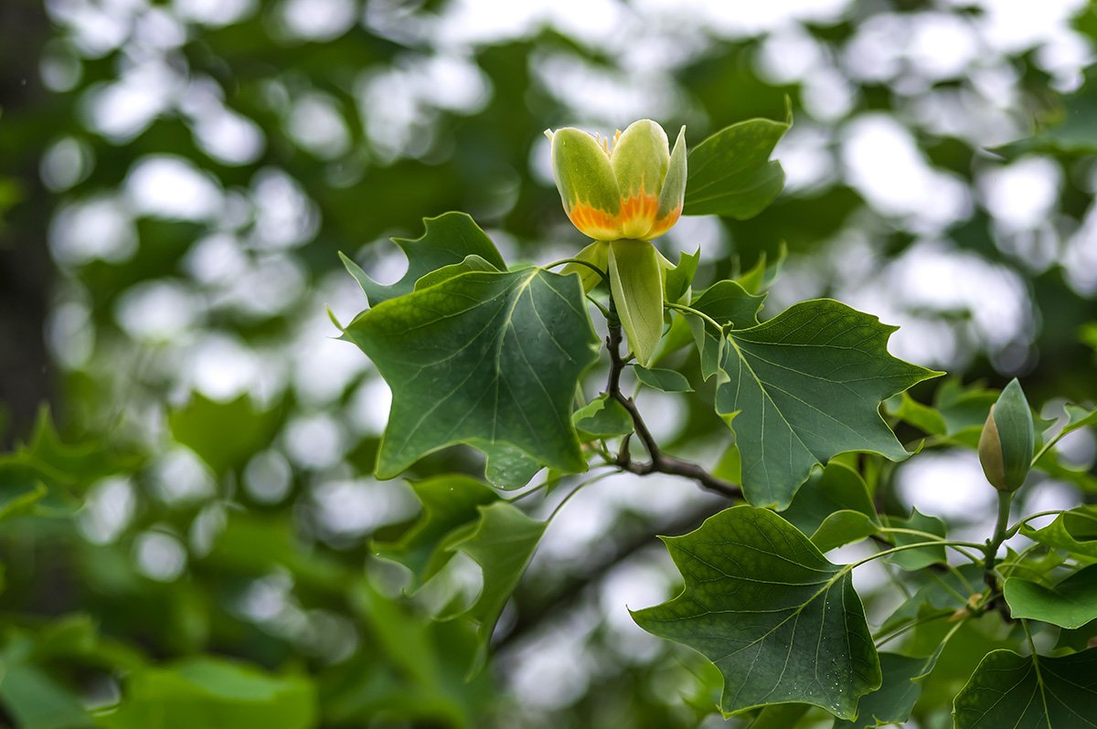 Лириодендрон тюльпановый, или тюльпанное дерево