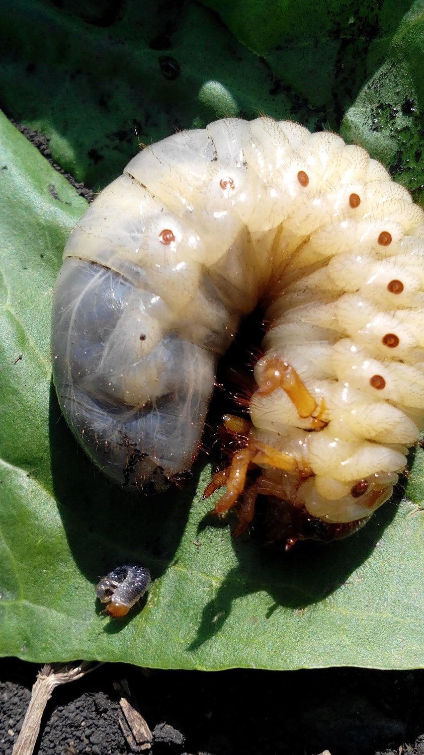 Личинка майского жука. От мала до велика