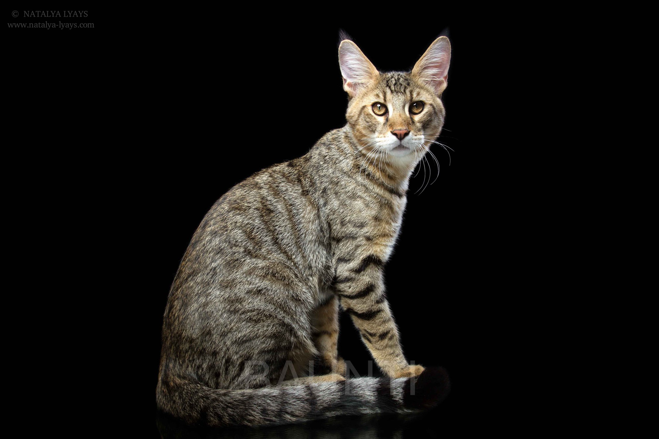 Котенок камышового кота