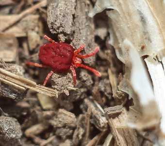 Velvet mites on the primer