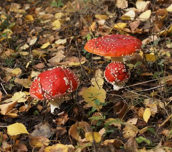 Осеннее прогулочное.