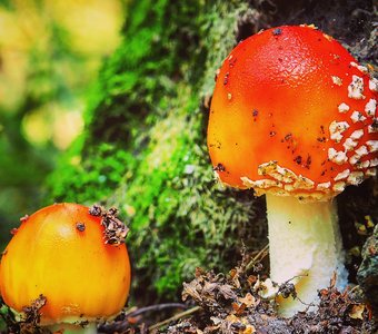 Amanita