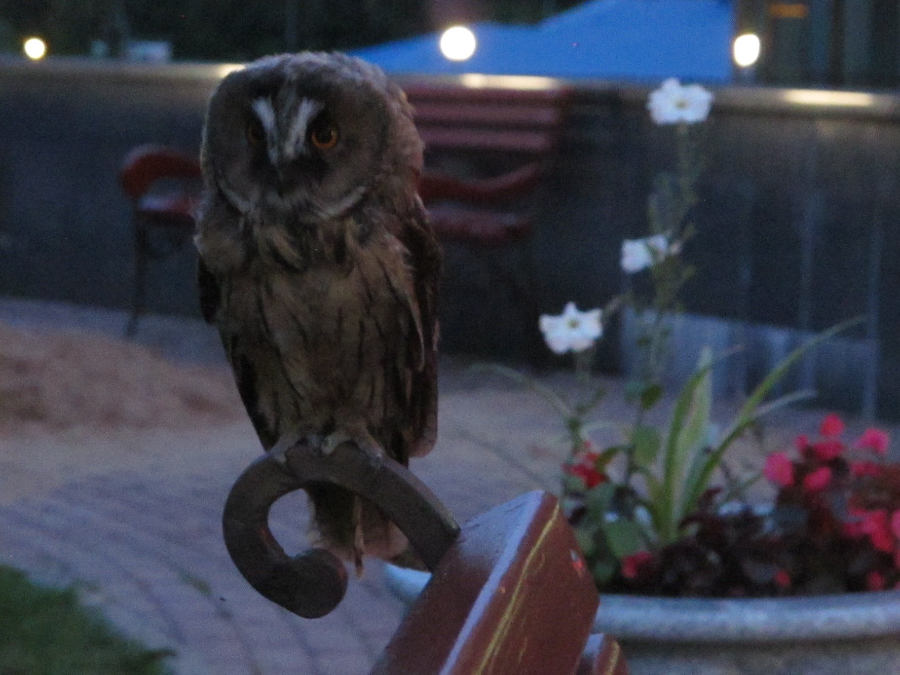 Вечерний дозор.