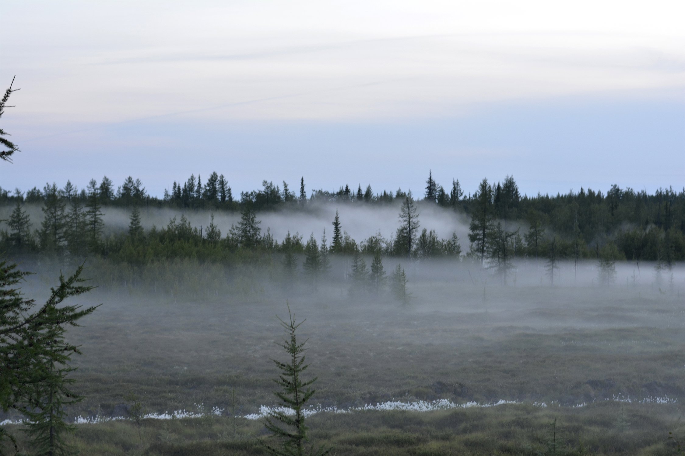 Лесная сказка ЯМАЛА
