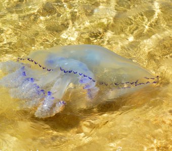 Черноморская медуза "корнерот" (лат. Rhizostoma pulmo)