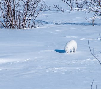 Северный охотник