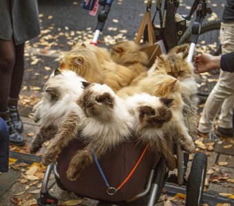 Сколько котов в коляске?