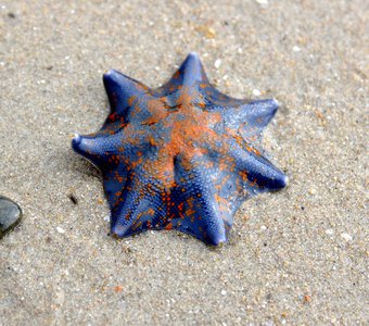 Необычная морская звезда