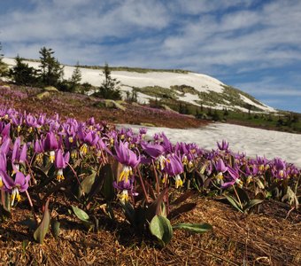 Цветы и снег июньских горы Мустаг