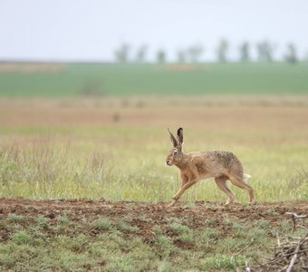 Степной русак