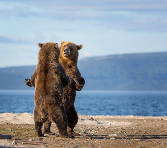 Медвежьи танцы