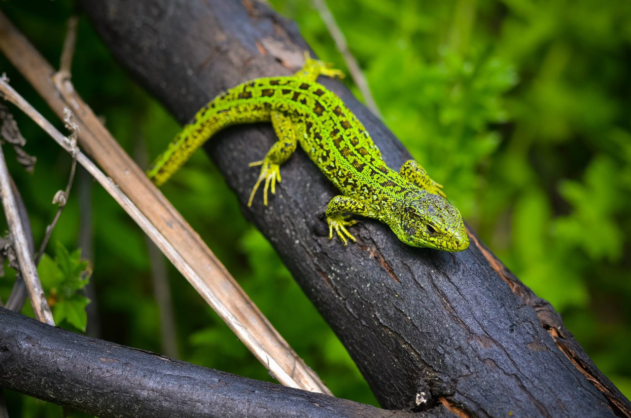 Зеленая гостья