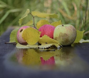 Яблочная пора
