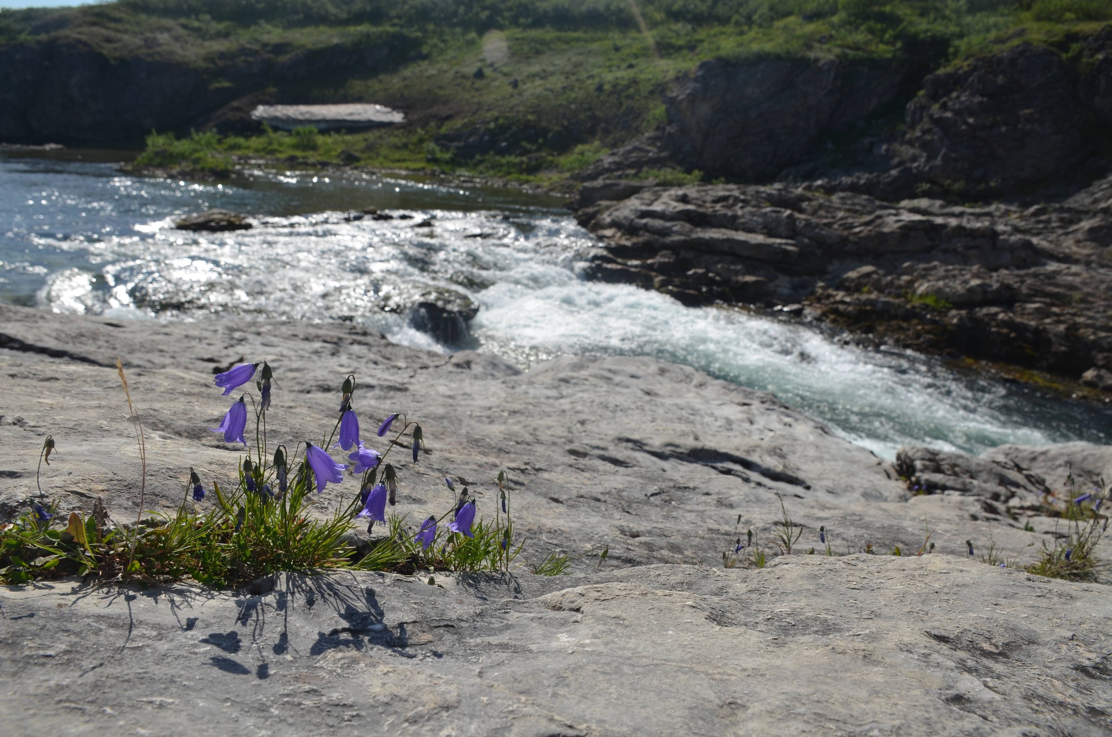 "Жители" сурового края