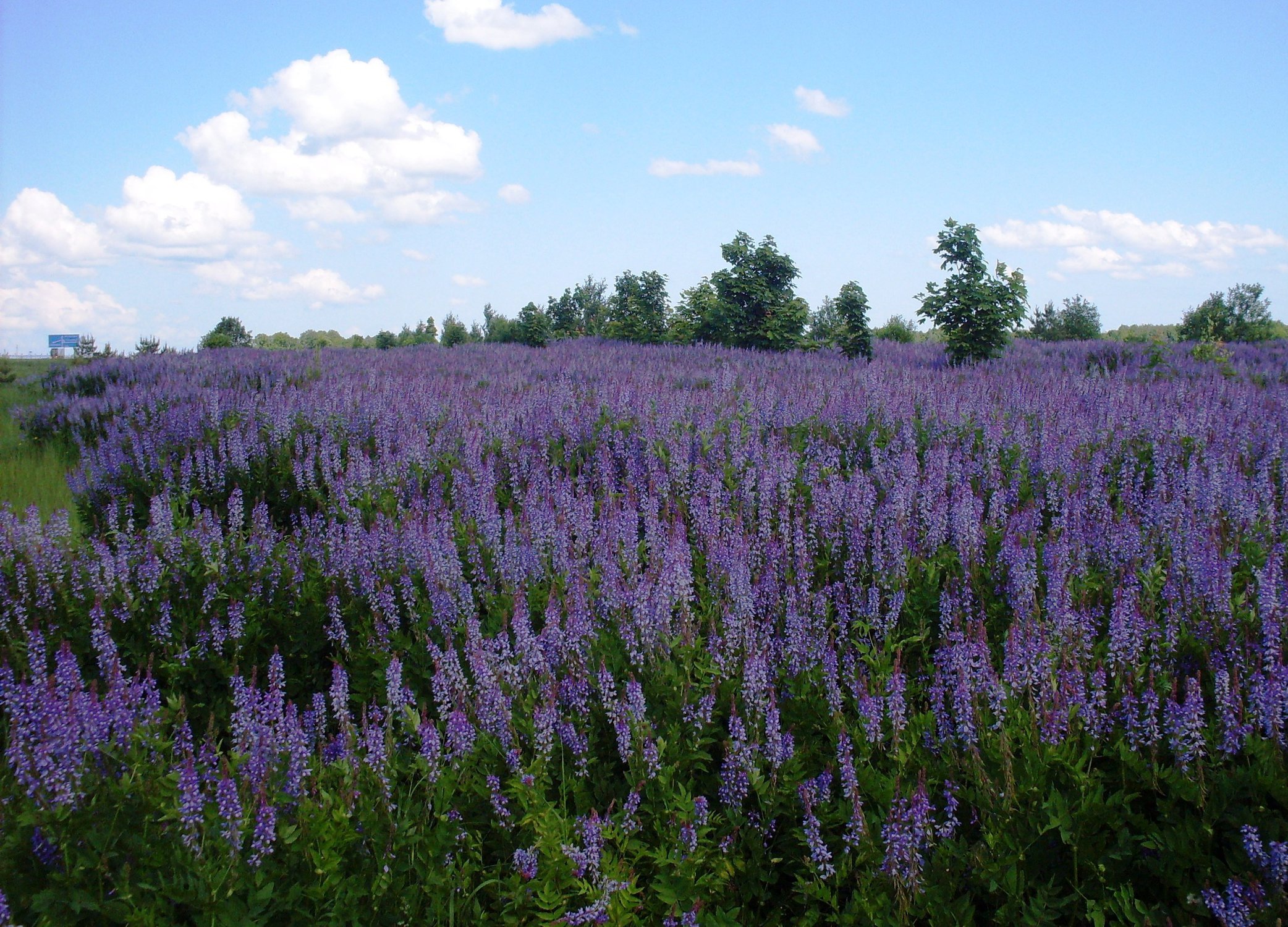 Фиолетовая даль