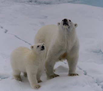 Polar bear mother with cub