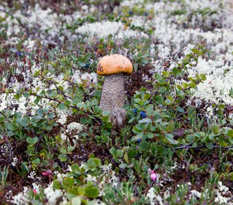 Здесь грибы иногда выше деревьев