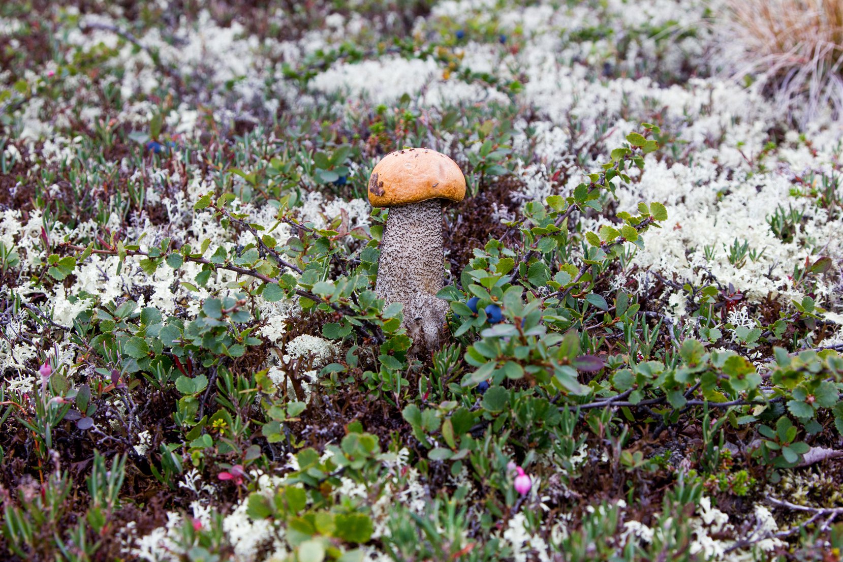 Здесь грибы иногда выше деревьев