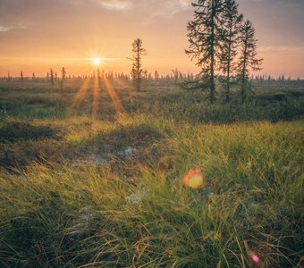 Закат в лесотундре