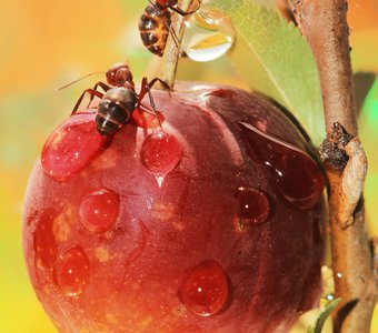 Летняя история