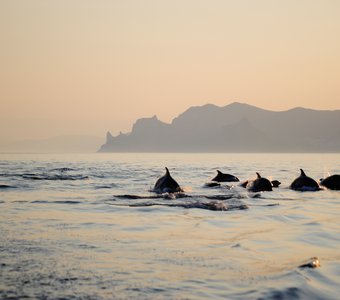 Дельфины афалины в закатном море