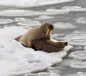 Моржи в Барецевом море