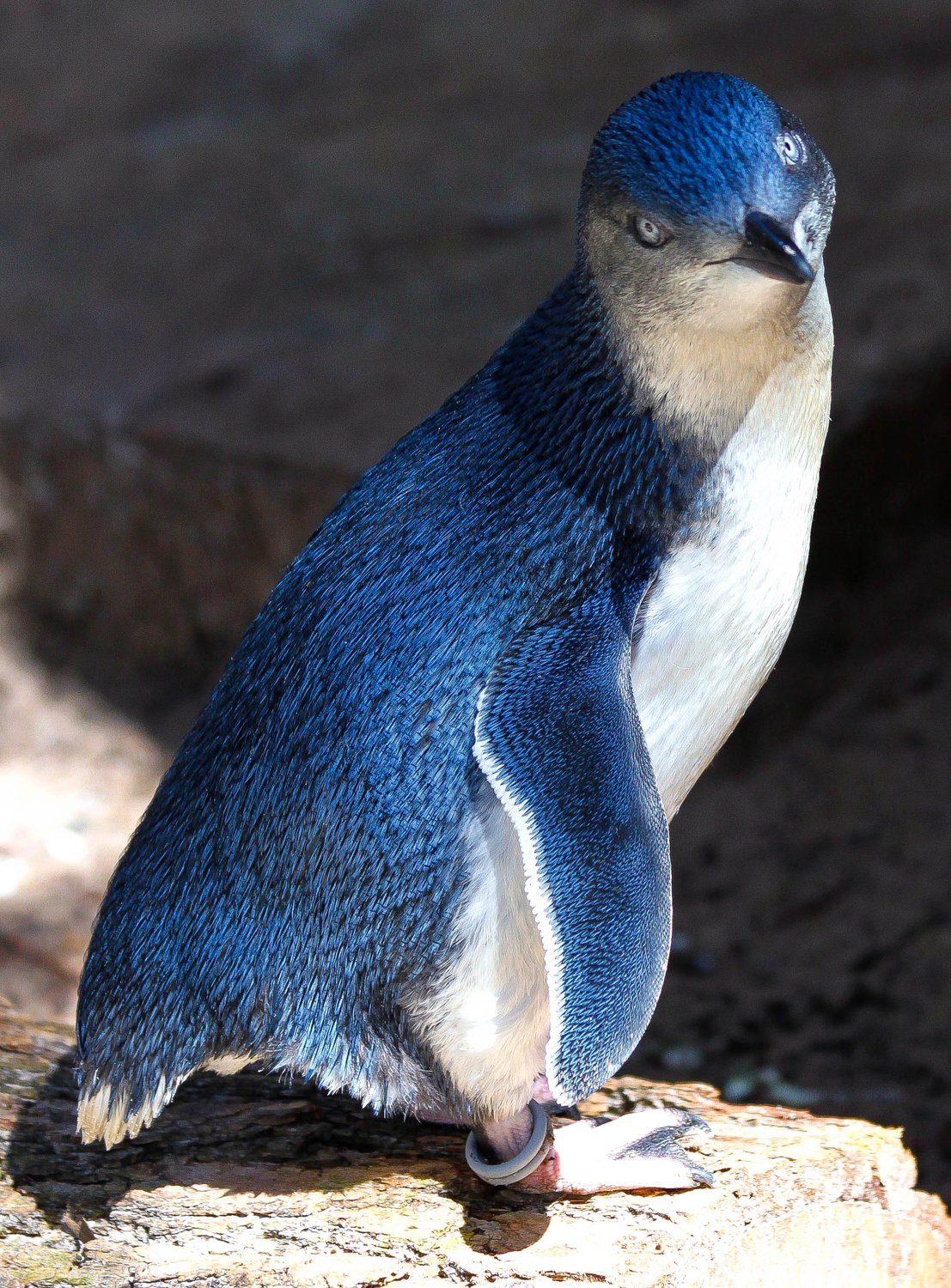 Малый голубой пингвин — Фото №271964